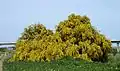 buisson beaucoup plus large que haut