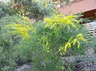 Description de l'image Acacia acinacea 01.jpg.