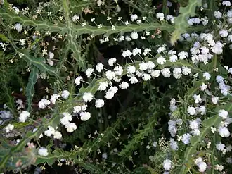 Description de l'image Acacia_alata.JPG.