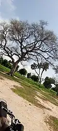 Acacia albida