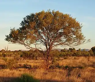 Description de l'image Acacia aneura habit.jpg.
