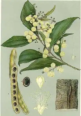 Description de l'image Acacia binervata-Minchen.jpg.