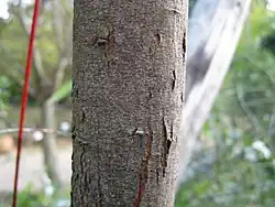 Tronc d'acacia cultriformis.