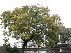 Habitus.