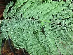 Feuille.
