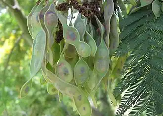 Fruits.