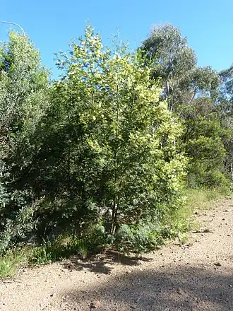 Description de l'image Acacia decurrens 2.jpg.