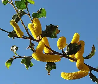 Description de l'image Acacia denticulosa.jpg.