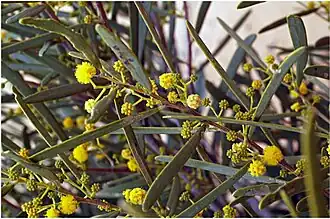 Description de l'image Acacia ligulata branch with flowers Friends of the Great Victoria Desert.jpg.