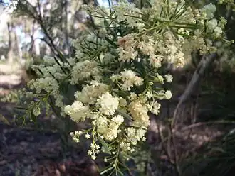 Description de l'image Acacia linifolia 1.jpg.