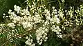 Flax Wattle (Acacia linifolia)