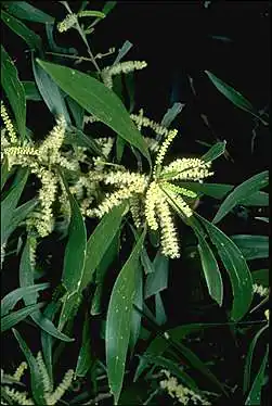 Description de l'image Acacia_maidenii.jpg.