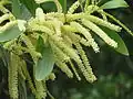 inflorescences d’Acacia mangium (Shivanahalli, région de Bangalore, Inde)