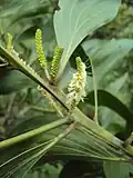 inflorescences d’Acacia mangium (région de Thane, Inde)