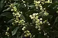 Blackwood (Acacia melanoxylon)
