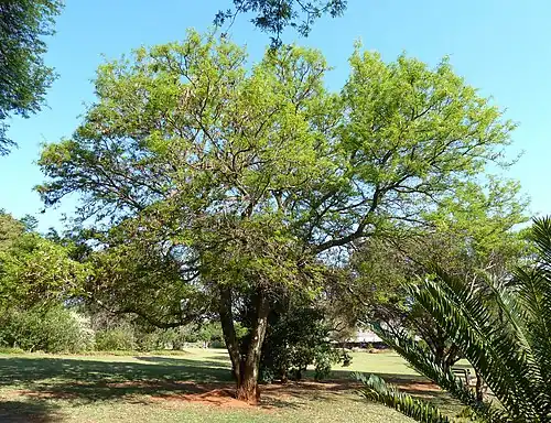 Senegalia nigrescens, arbre à feuillage caduc qui pousse jusqu'à 18 m de haut.