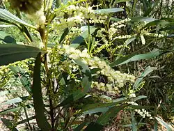 Fleurs et feuilles.