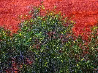 Description de l'image Acacia olgana.jpg.