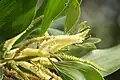 inflorescences d’Acacia mangium