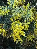 Acacia podalyriifolia.