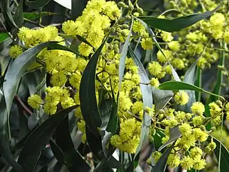 Mimosa doré