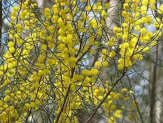 Description de l'image Acacia_rigens.jpg.