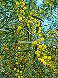 feuilles allongées et étroites, et nombreuses fleurs (pompons jaunes)