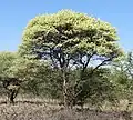 Vachellia tortilis.