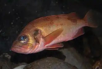 Description de l'image Acadian redfish.jpg.