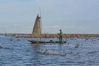 Pirogue au milieu d'acadjas.