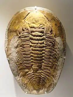 Acadoparadoxides briareus.Cambrien du Maroc.Houston Museum of Natural Science, États-unis.
