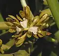 Acampe praemorsa