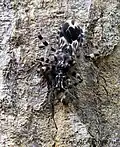 Réduve Acanthaspis inermis dévorant une proie