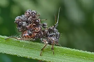 Juvénile (larve) de Reduviinae (Acanthaspis petax ou Inara flavopicta) qui a recouvert son abdomen de cadavres de fourmis.