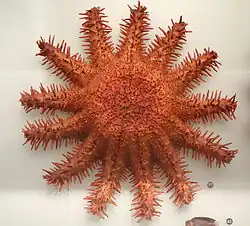 Spécimen préservé au Muséum de Tokyo