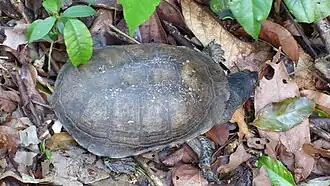 Description de l'image Acanthochelys radiolata 32694311.jpg.