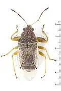 Ischnorhynchinae : Acanthocrompus incrassatus, Brunei.