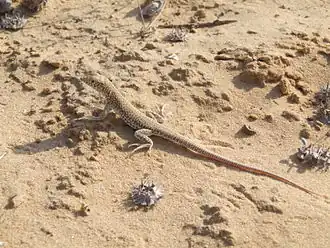 Acanthodactylus scutellatus.
