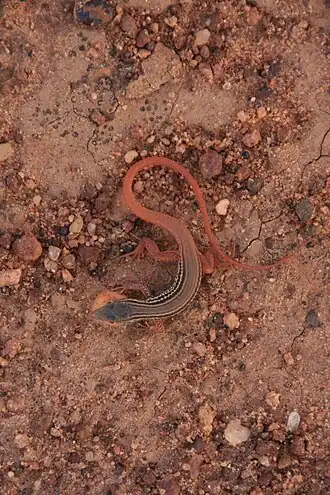 Description de l'image Acanthodactylus guineensis 56791203.jpg.