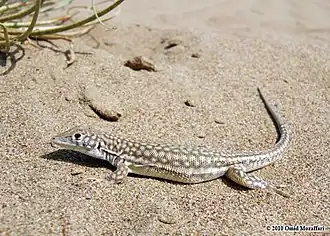 Description de l'image Acanthodactylus schmidti.jpeg.