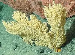 Acanthogorgia sp.