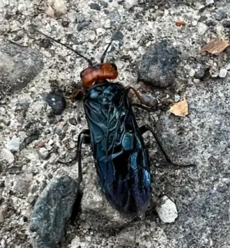 Description de l'image Acantholyda erythrocephala.png.