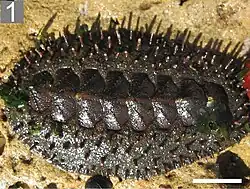 Acanthopleura echinata