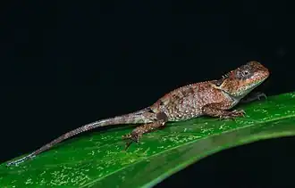 Description de l'image Acanthosaura lepidogaster by Rushen (cropped).jpg.