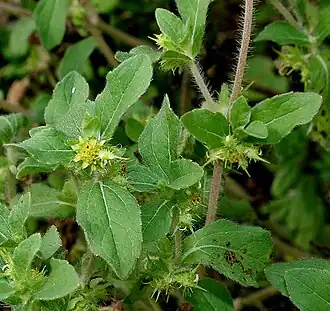 Description de l'image Acanthospermum hispidum W2 IMG 2208.jpg.