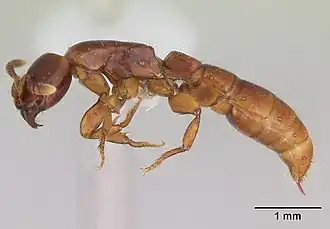 Description de l'image Acanthostichus brevicornis casent0173500 profile 1.jpg.