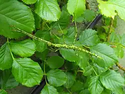 Phasmatodea - Un phasme de Nouvelle-Zélande, Acanthoxyla prasina&nbsp;(en)