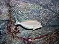 Naso unicornis