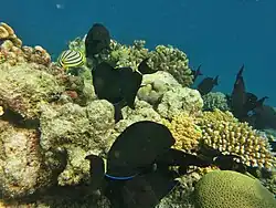 Un banc de chirurgiens à queue rayée (Acanthurus blochii)