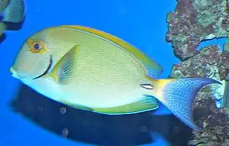 Description de l'image Acanthurus dussumieri 1.jpg.